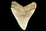 Serrated, Fossil Megalodon Tooth - Indonesia #148152-2